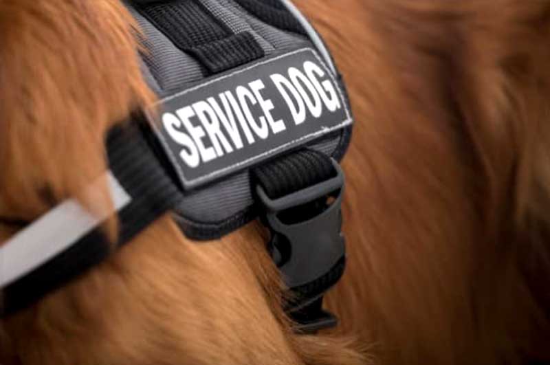 Closeup of a service dog's harness