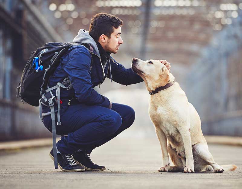 top-11-organizations-that-help-with-va-service-dog-training-for-veterans-va-claims-insider