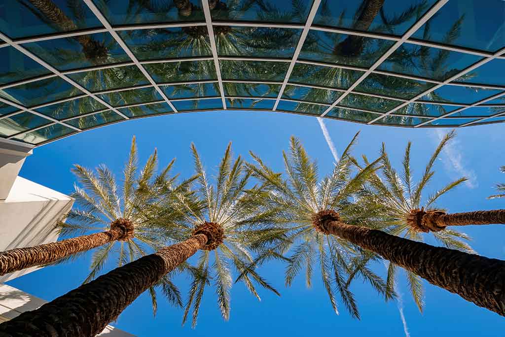 Nevada palm trees by a glass building looking up.