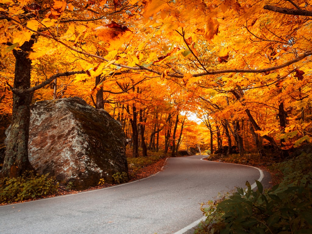 Orange trees canopying a Vermont road in autumn.