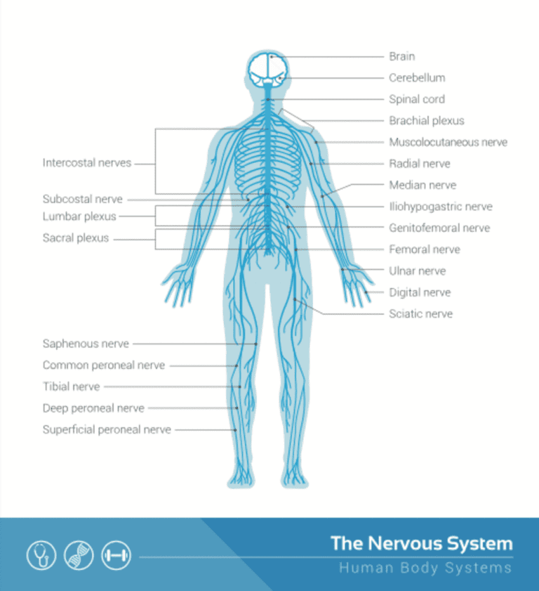 The Complete Guide to Getting a VA Rating for Nerve Damage