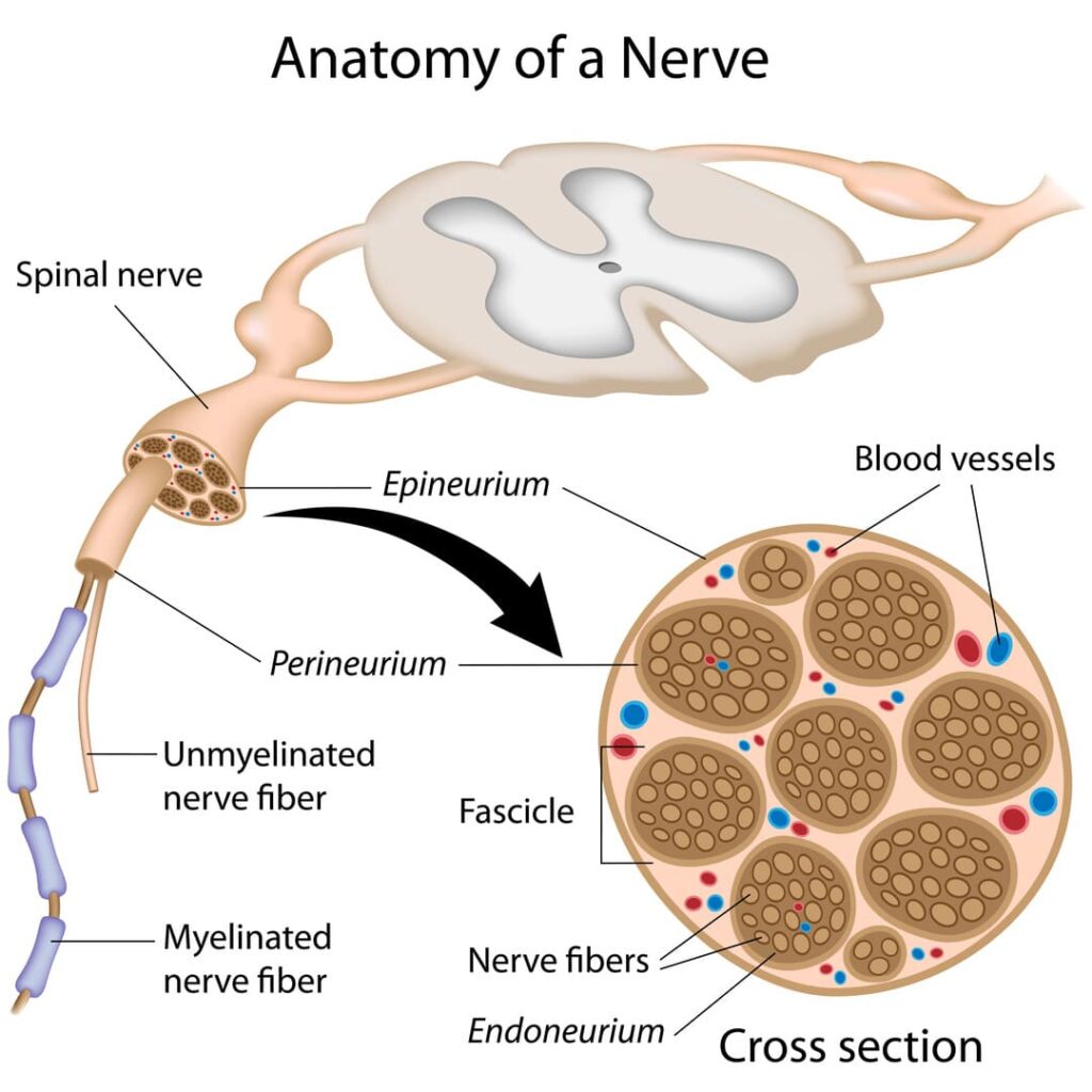 NERVE VA RATING