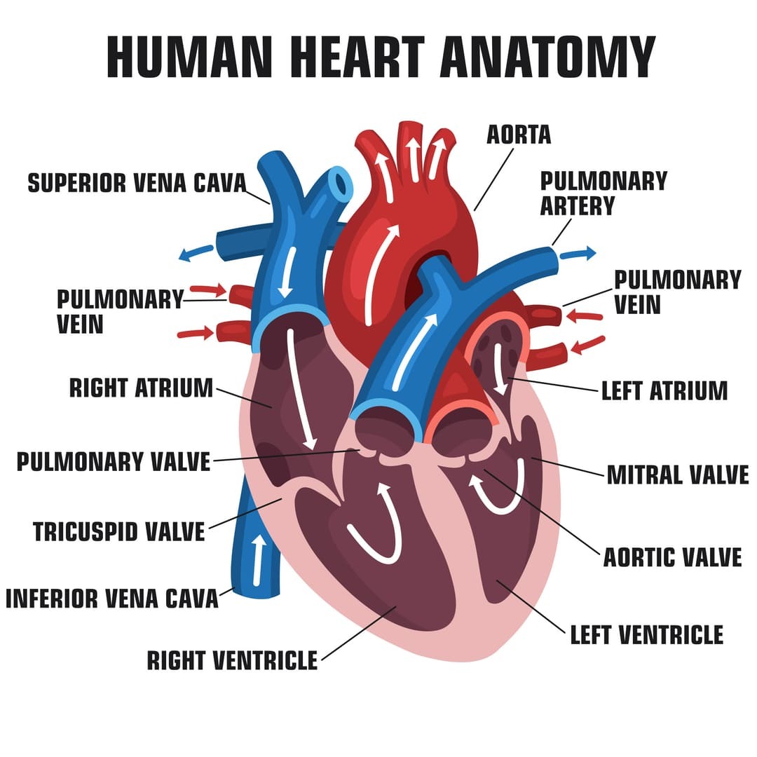 the-top-conditions-secondary-to-ischemic-heart-disease-ultimate-guide