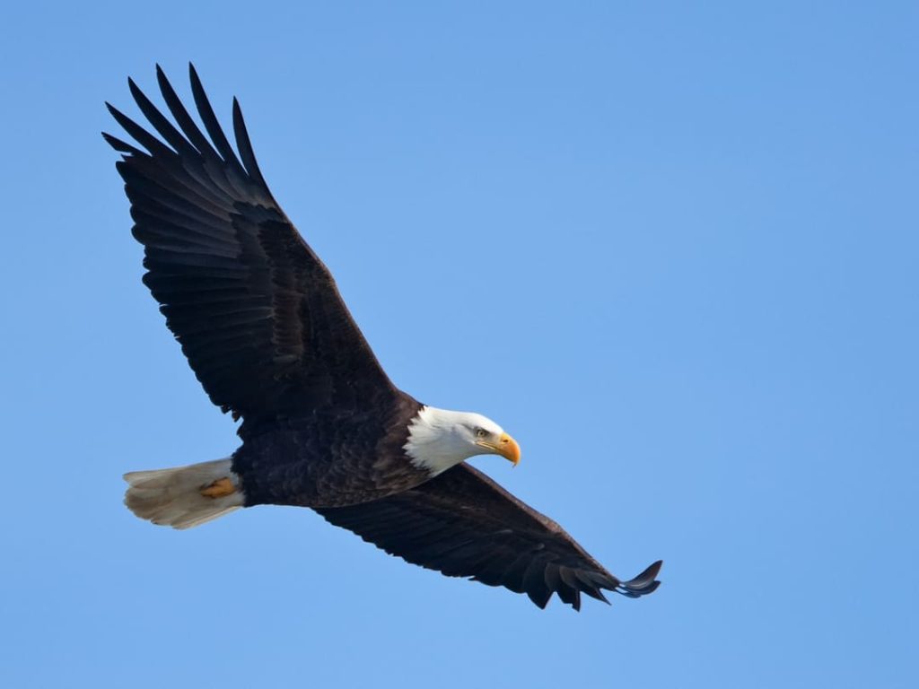 Bald eagle soaring in clear blue sky.