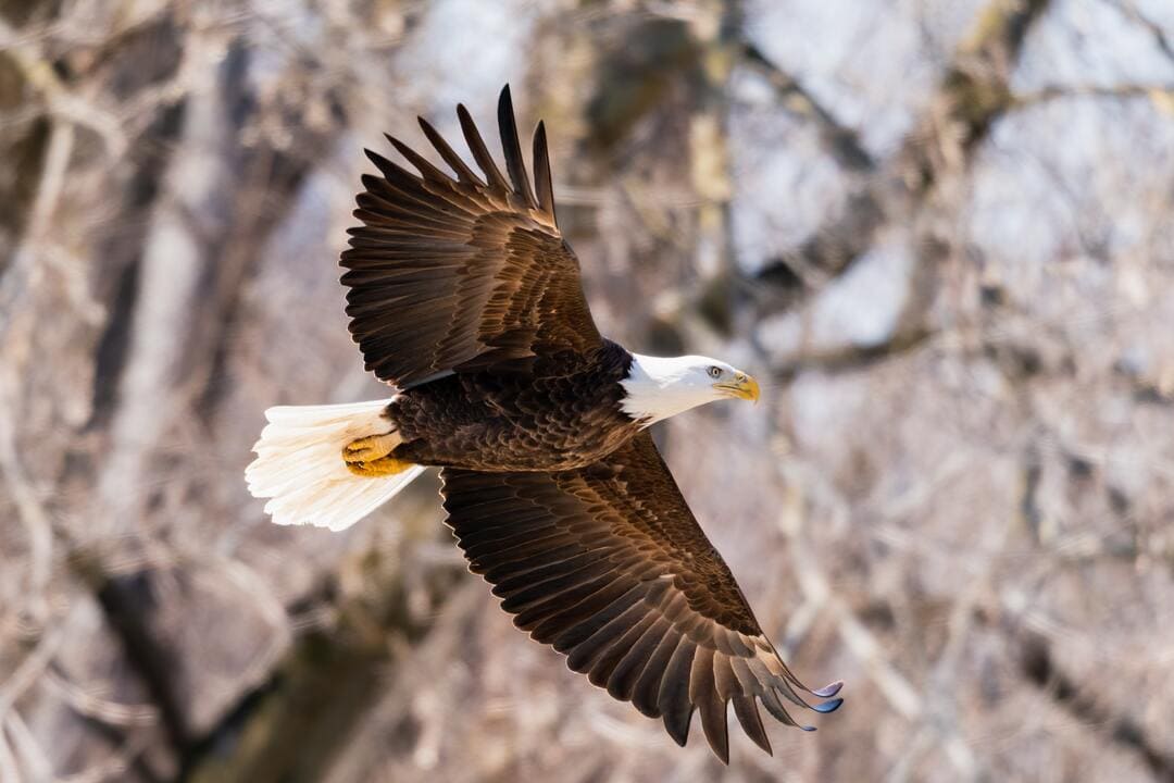 4 Mistakes to Avoid When Filing for a TMJ VA Rating