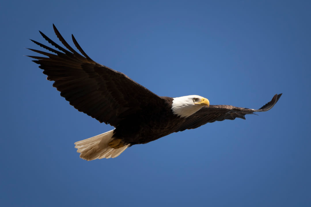 Military Neck And VA Disability