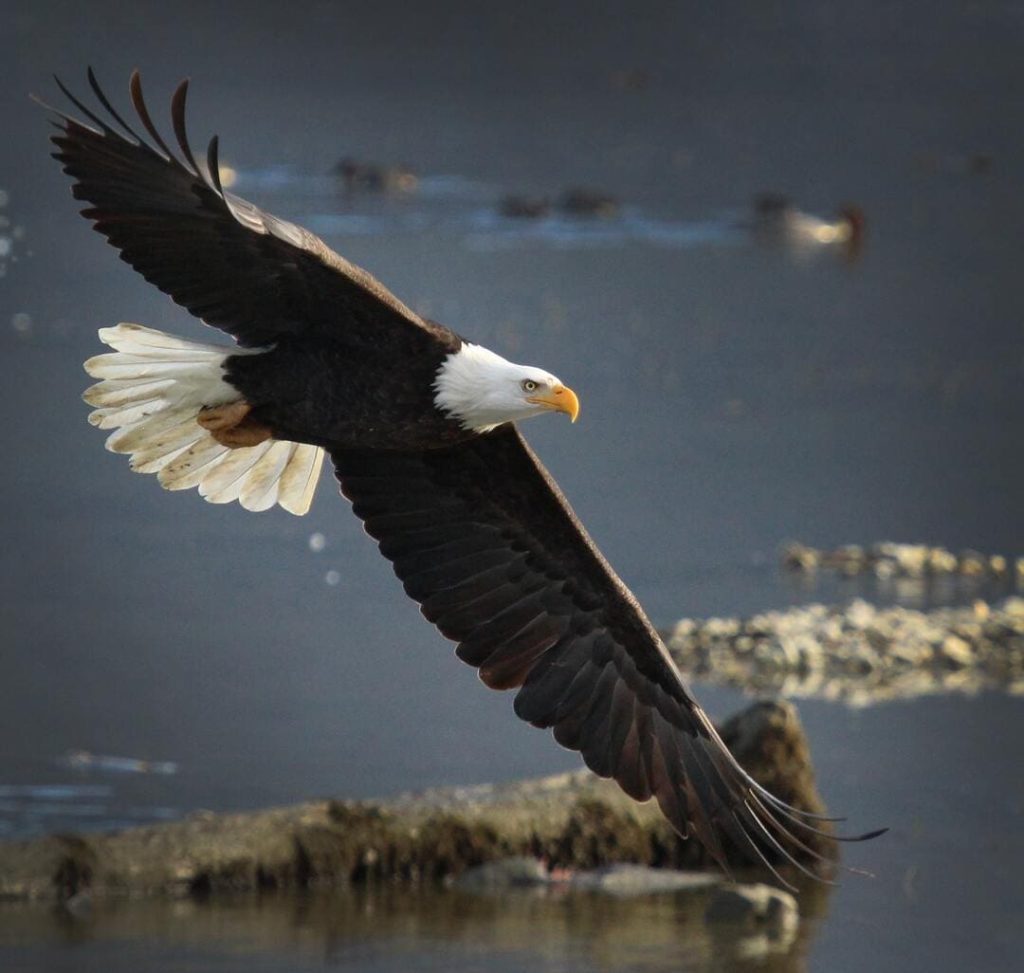 EAGLE FLYING