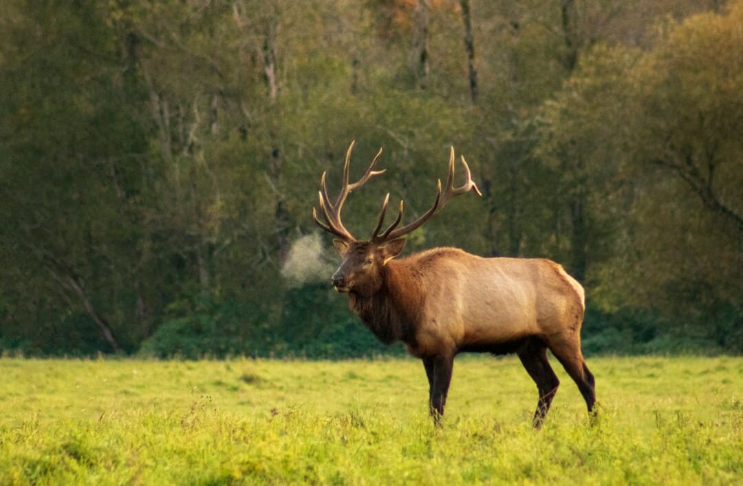 NonResident Disabled Veteran Hunting License by State