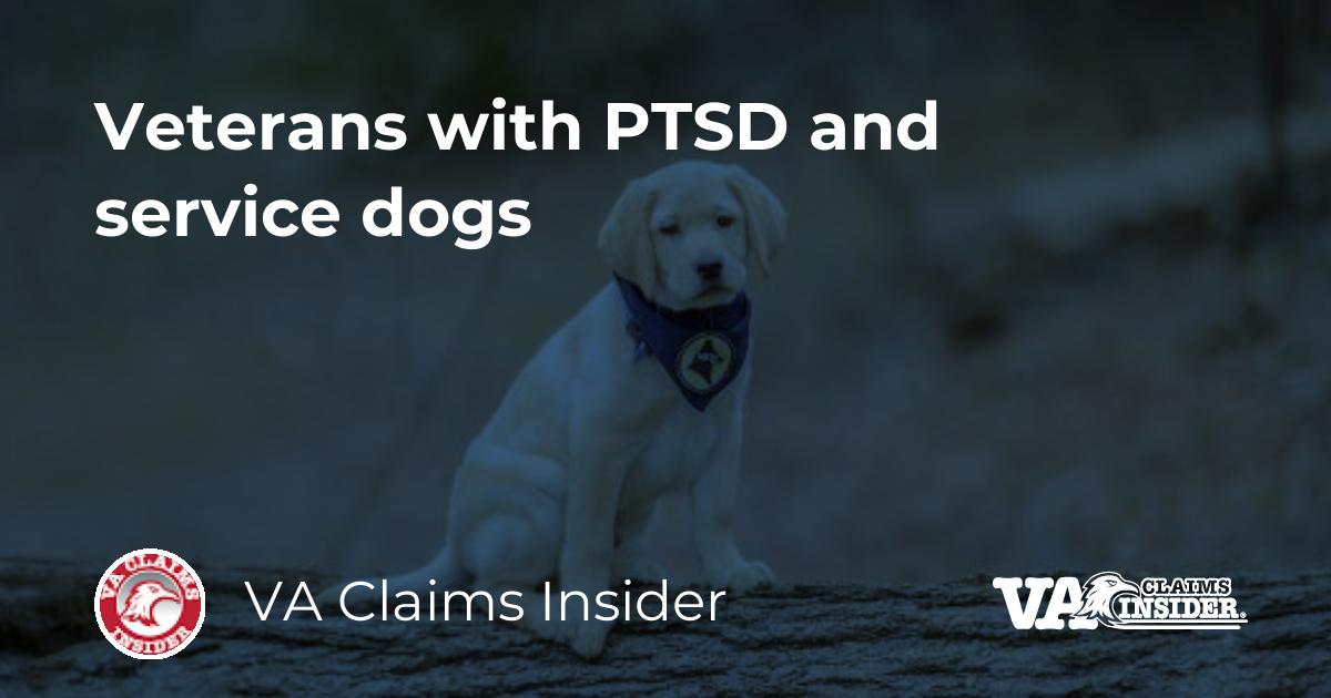 Veterans with PTSD and service dogs